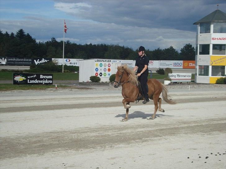 Skive travbane billede 366