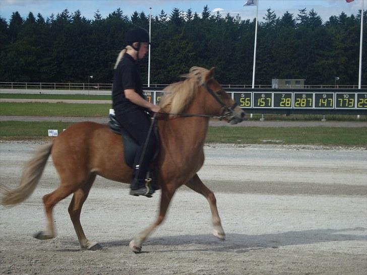 Skive travbane billede 368