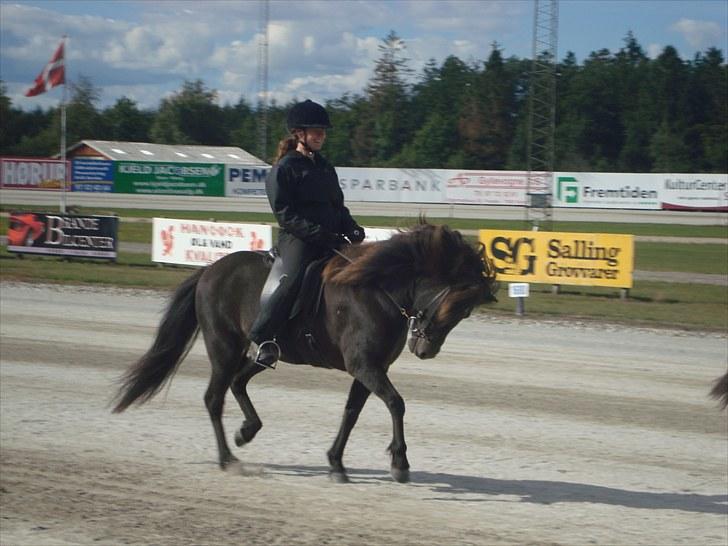 Skive travbane billede 374