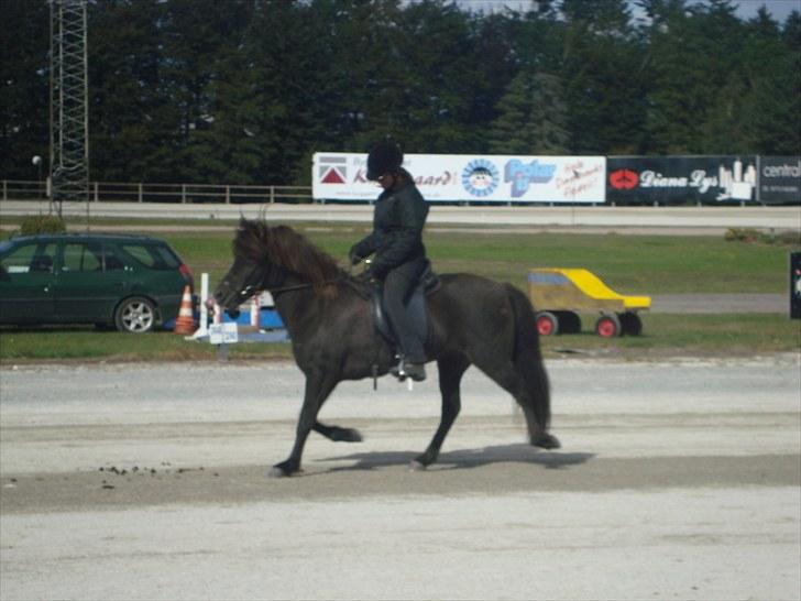 Skive travbane billede 376