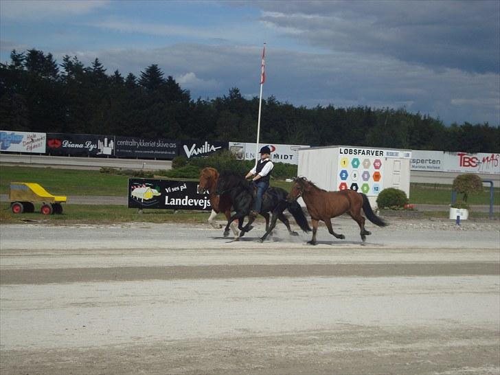 Skive travbane billede 379