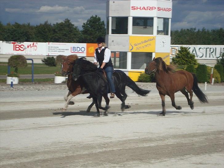 Skive travbane billede 382