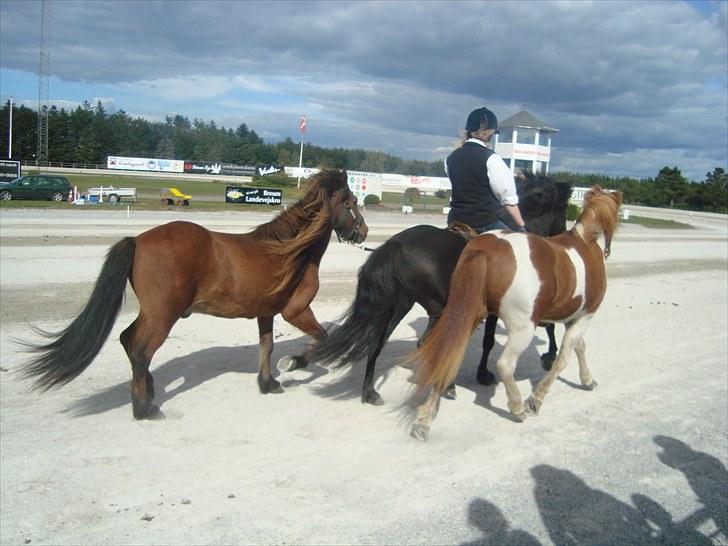 Skive travbane billede 384