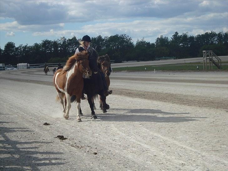 Skive travbane billede 385