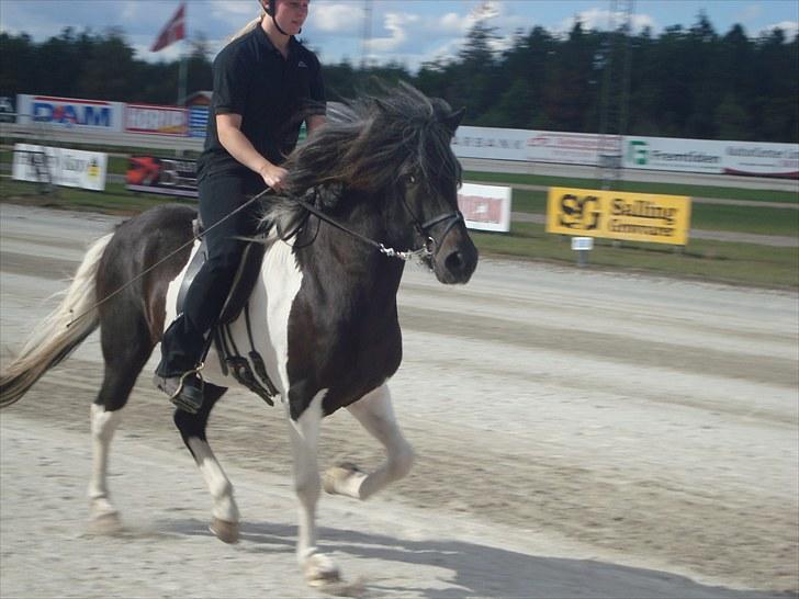 Skive travbane billede 386