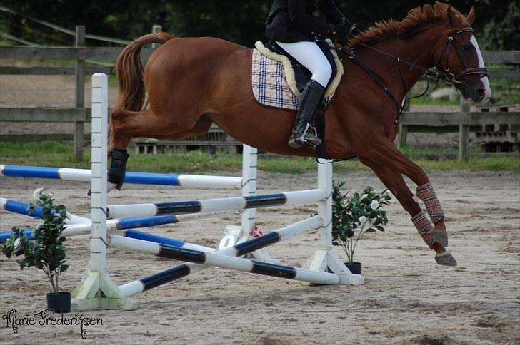 Herlev rideskole, Hjor klubstævne Spring billede 29