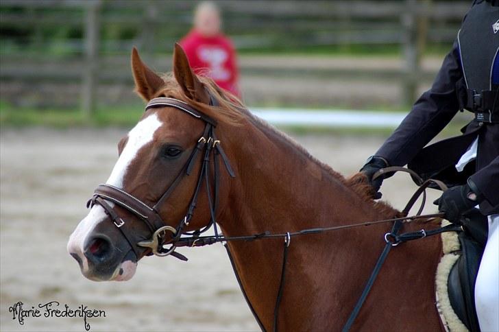 Herlev rideskole, Hjor klubstævne Spring billede 30