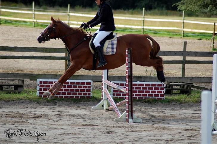 Herlev rideskole, Hjor klubstævne Spring billede 40