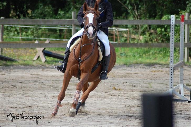 Herlev rideskole, Hjor klubstævne Spring billede 42