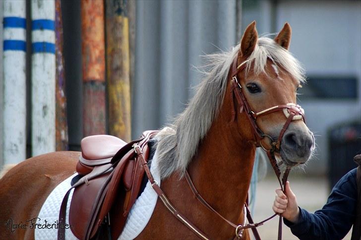 Herlev rideskole, Hjor klubstævne Spring billede 61