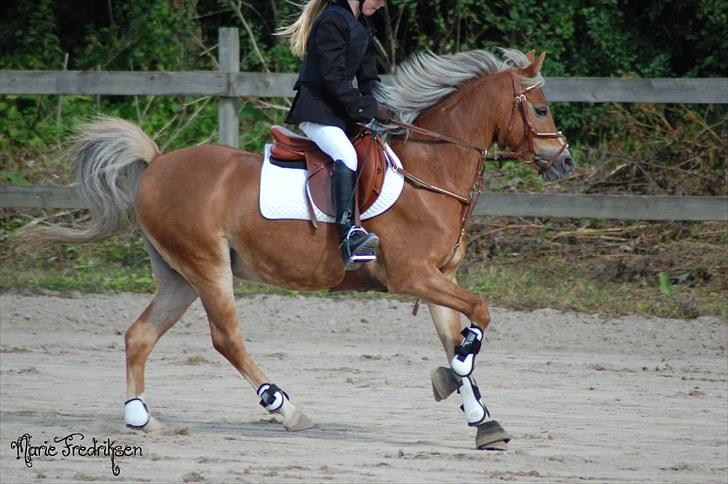 Herlev rideskole, Hjor klubstævne Spring billede 68
