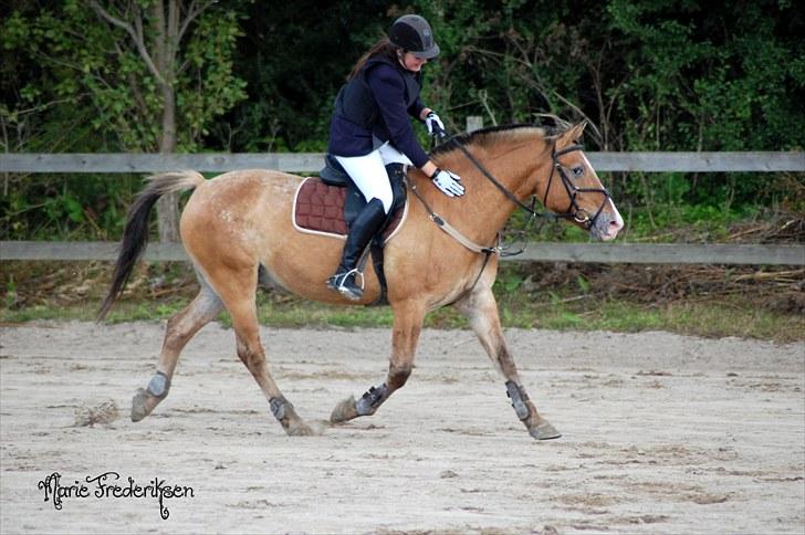 Herlev rideskole, Hjor klubstævne Spring billede 95