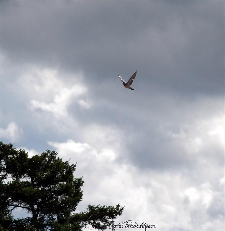 Herlev rideskole, Hjor klubstævne Spring billede 105