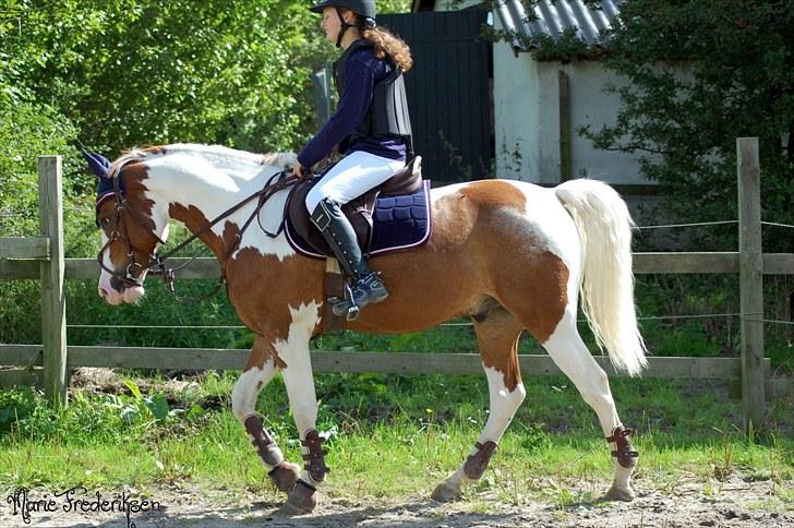 Herlev rideskole, Hjor klubstævne Spring billede 125