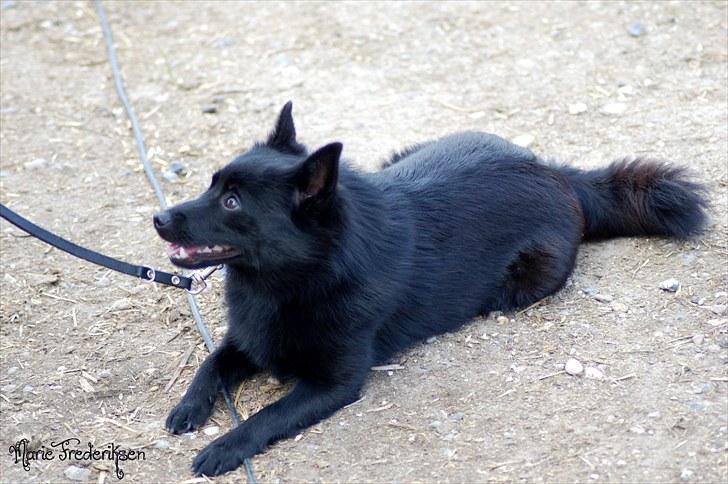 Herlev rideskole, Hjor klubstævne Spring billede 193
