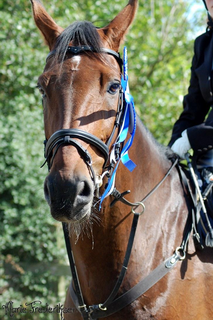 Herlev rideskole, Hjor klubstævne Spring billede 236
