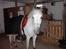 Gamle dage :') - Izara, en privatpony.
Hun er solgt