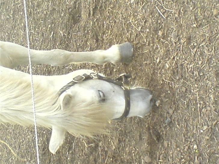 Mine dyr - SIBON<3 billede 1