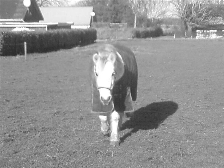 Mine dyr - Sibon (sort-hvid) på marken billede 2