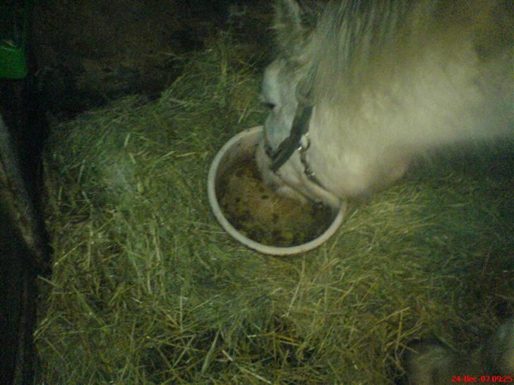 Mine dyr - Sibon spiser billede 4