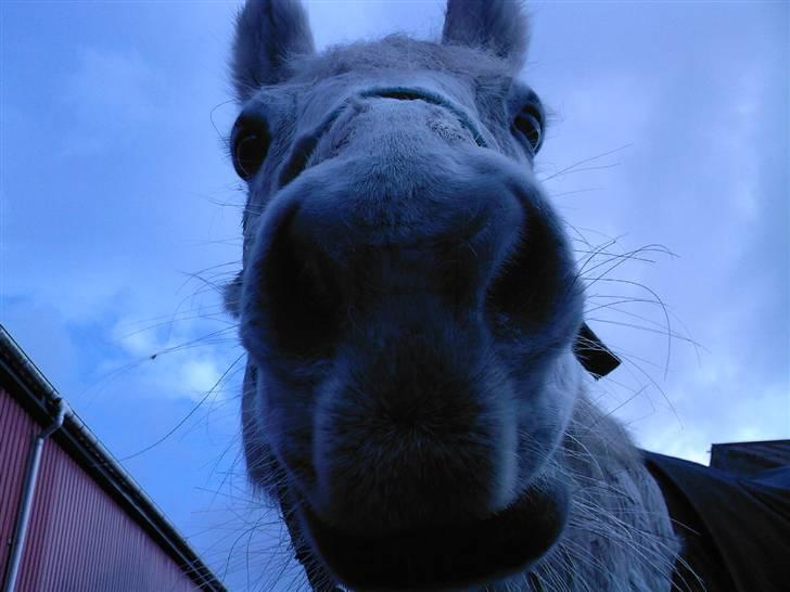 Mine dyr - Sibon <3 billede 5