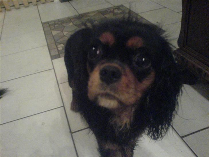 Mine dyr - Floh hjem billede 7