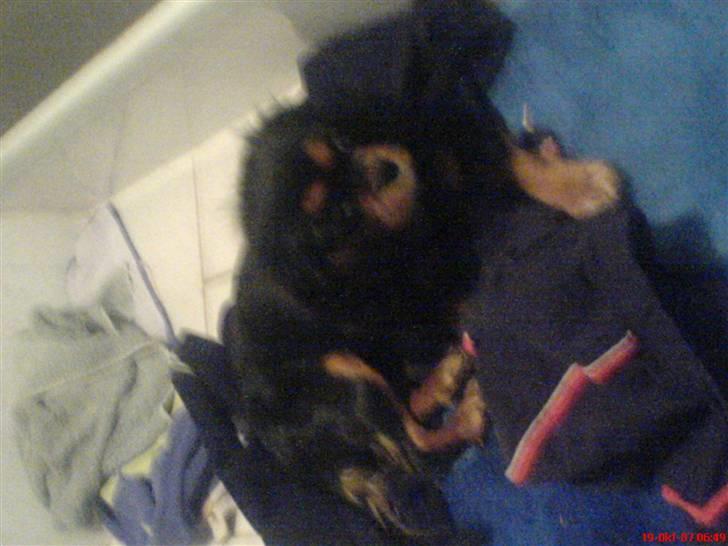 Mine dyr - Floh på mine ting billede 9