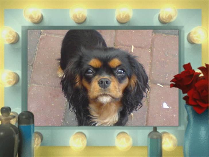 Mine dyr - Floh<3 billede 10