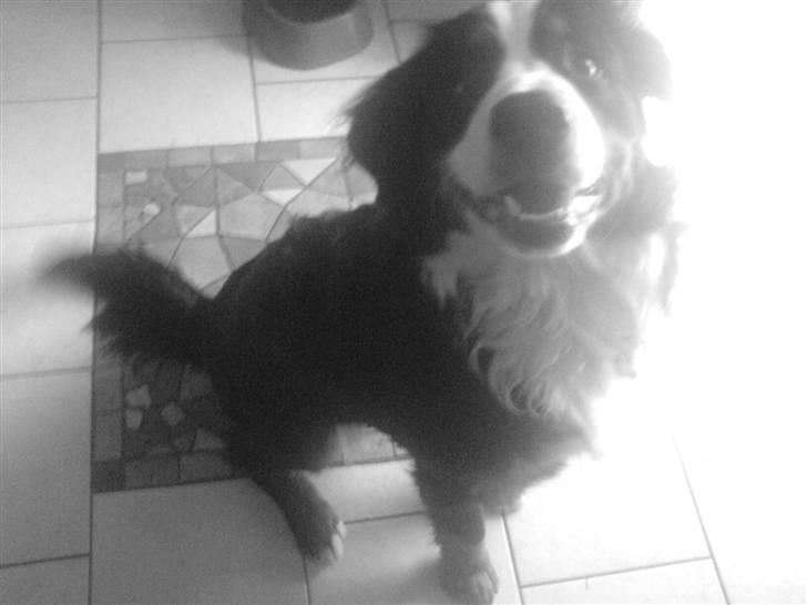 Mine dyr - TROLL billede 11