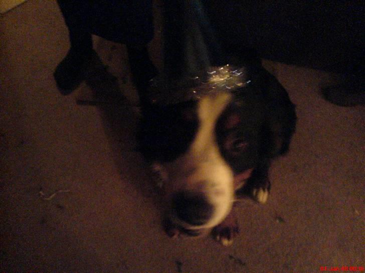 Mine dyr - Troll med hat på billede 12