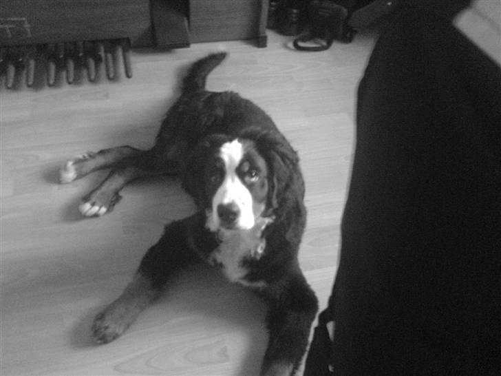 Mine dyr - Troll (sort-hvid) hjemme billede 13