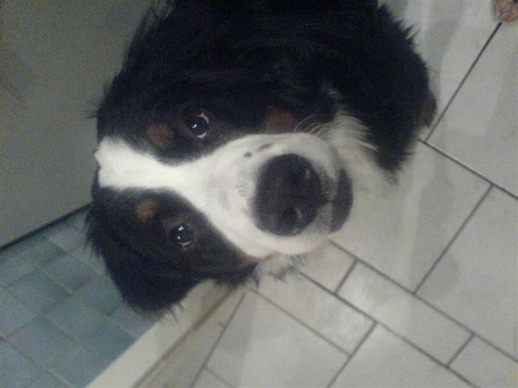 Mine dyr - Troll kigger billede 14