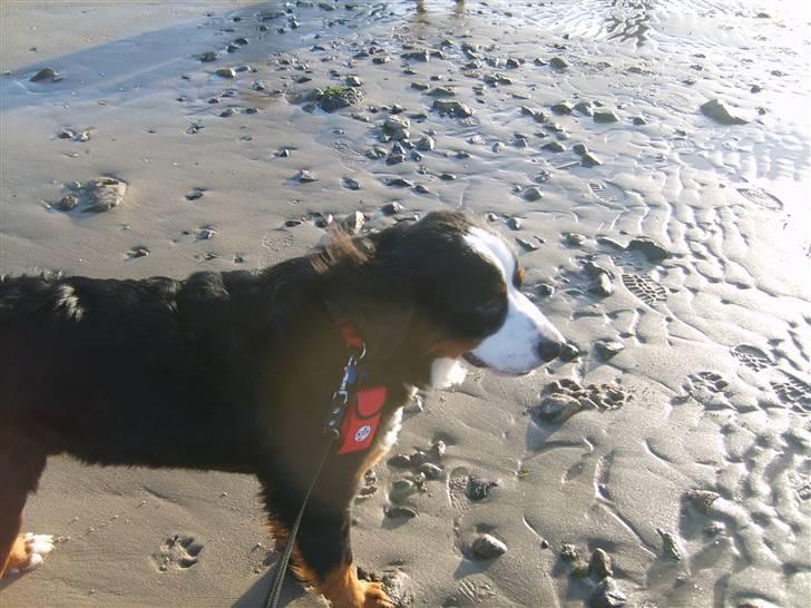 Mine dyr - Troll<3 billede 15