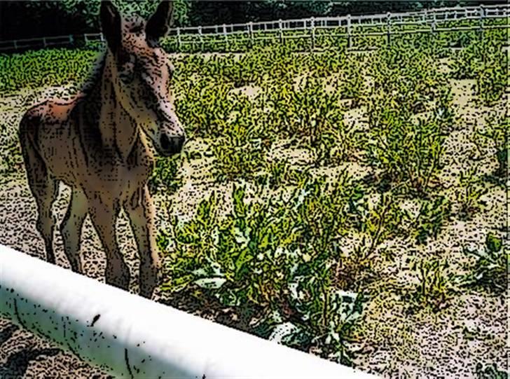 Tegnefilms figur til andre - Til flemming R billede 20