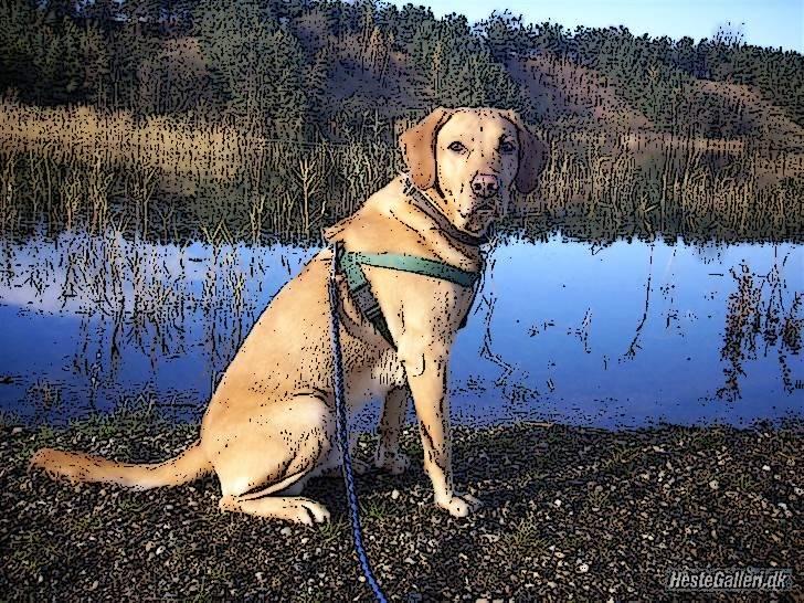 Tegnefilms figur til andre - Hjalte billede 65