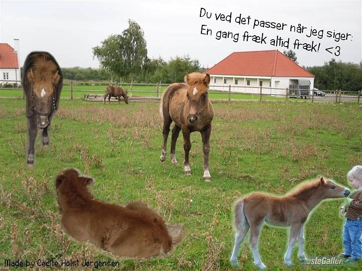 PhotoFiltre Billeder - Til Camilla og Stjerne :) billede 30