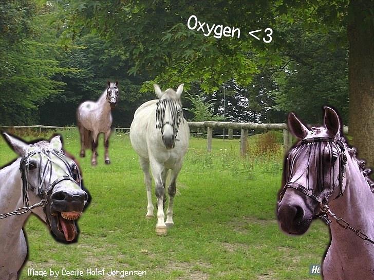 PhotoFiltre Billeder - Til Emma og Oxygen :) billede 34