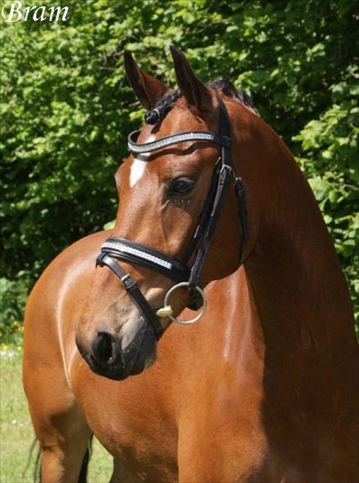 Ønkse liste :D<33 - Også en mega fed Trense!!<33 MÅ EJE! billede 8