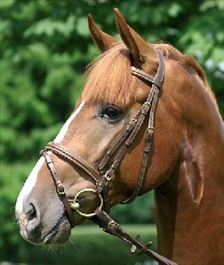 Ønkse liste :D<33 - PÆN trense :)! billede 16