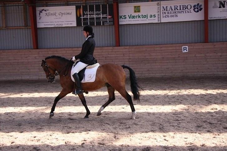 Dejlige Carte D'or - Stævne i Maribo forår 2009:) billede 3