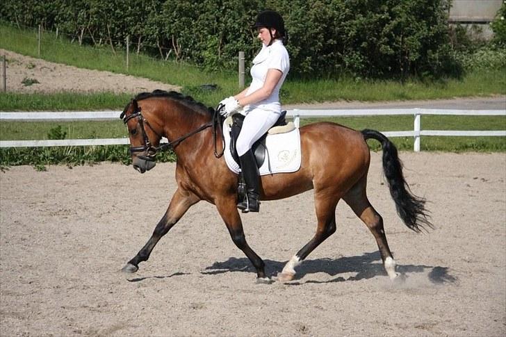 Dejlige Carte D'or - Stævne i Maribo forår 2009:) billede 4