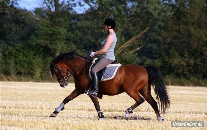 Dejlige Carte D'or - Lidt leg på marken.. og ja jeg ved godt han går alt for dybt;) billede 11