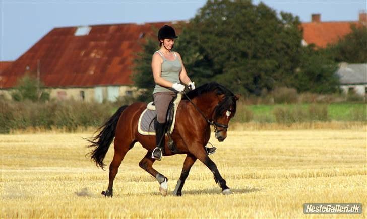 Dejlige Carte D'or - Lidt leg på marken.. og ja jeg ved godt han går alt for dybt;) billede 12