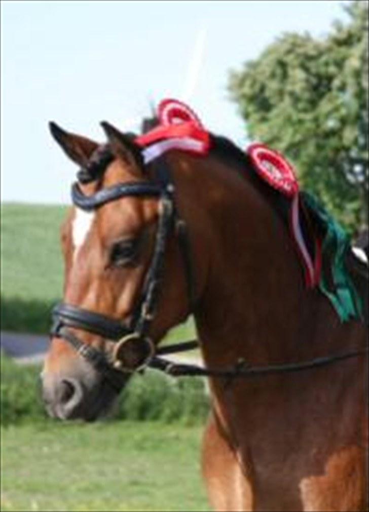 Dejlige Carte D'or - Stævne Maribo forår 2009 billede 1