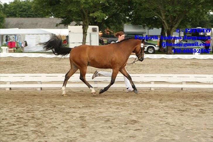 Dejlige Carte D'or - Mønstring B.I.S, til newforest festival 2010 billede 14