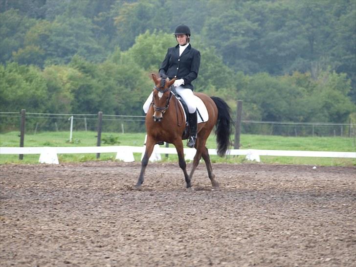 Dejlige Carte D'or - Stævne på hjemmebane efterår 2010:D billede 16