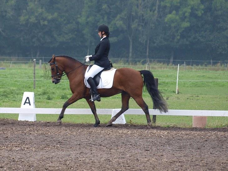 Dejlige Carte D'or - Stævne på hjemmebane efterår 2010:D billede 17