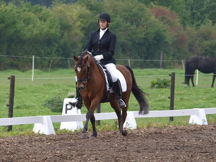 Dejlige Carte D'or - Stævne på hjemmebane efterår 2010:D billede 19