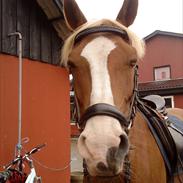 Uheldige billeder af Chassie..<3