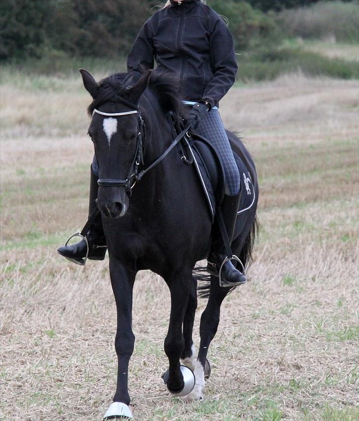 Mark dressur d; + EDDERKOP OG MENNESKEHOVEDER! billede 1